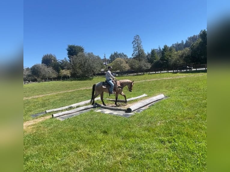 American Quarter Horse Castrone 8 Anni 152 cm Falbo in Paicines CA