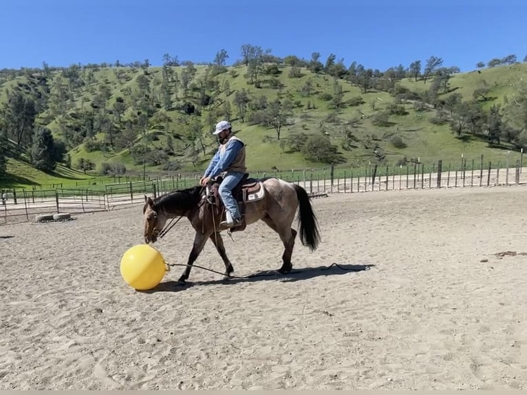 American Quarter Horse Castrone 8 Anni 152 cm Falbo in Paicines CA