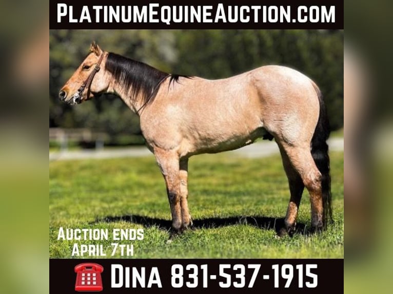 American Quarter Horse Castrone 8 Anni 152 cm Falbo in Paicines CA