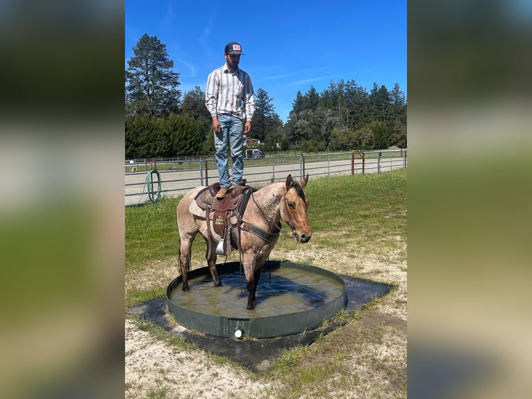 American Quarter Horse Castrone 8 Anni 152 cm Falbo in Paicines CA