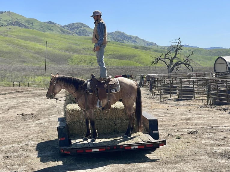 American Quarter Horse Castrone 8 Anni 152 cm Falbo in Paicines CA