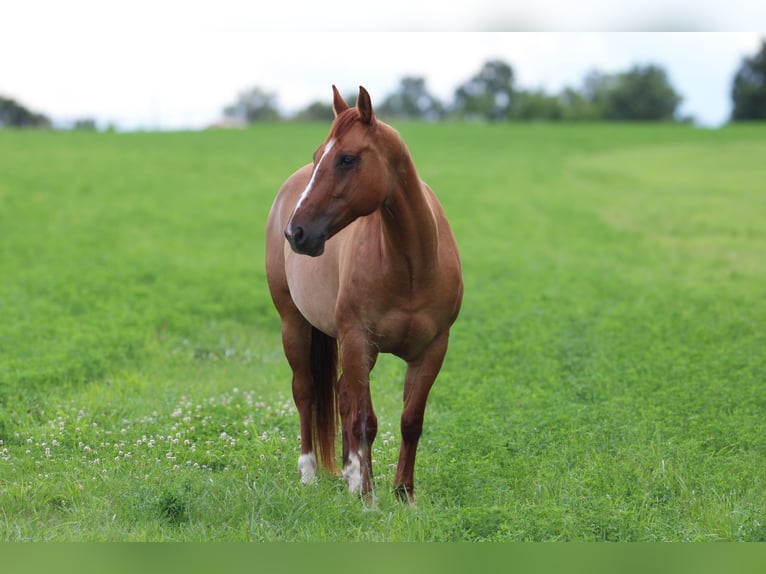 American Quarter Horse Castrone 8 Anni 152 cm Falbo in Princeton MO