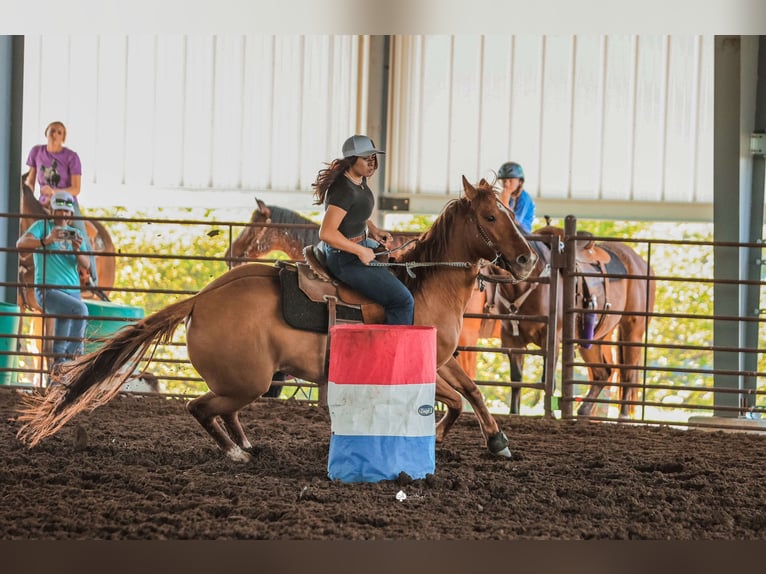 American Quarter Horse Castrone 8 Anni 152 cm Falbo in Princeton MO