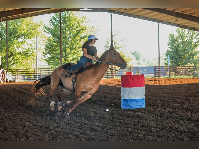 American Quarter Horse Castrone 8 Anni 152 cm Falbo in Princeton MO