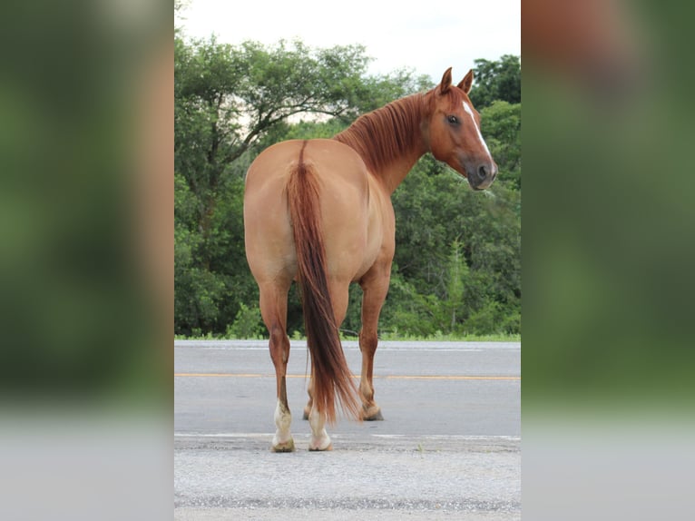 American Quarter Horse Castrone 8 Anni 152 cm Falbo in Princeton MO