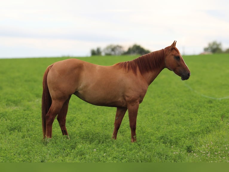 American Quarter Horse Castrone 8 Anni 152 cm Falbo in Princeton MO