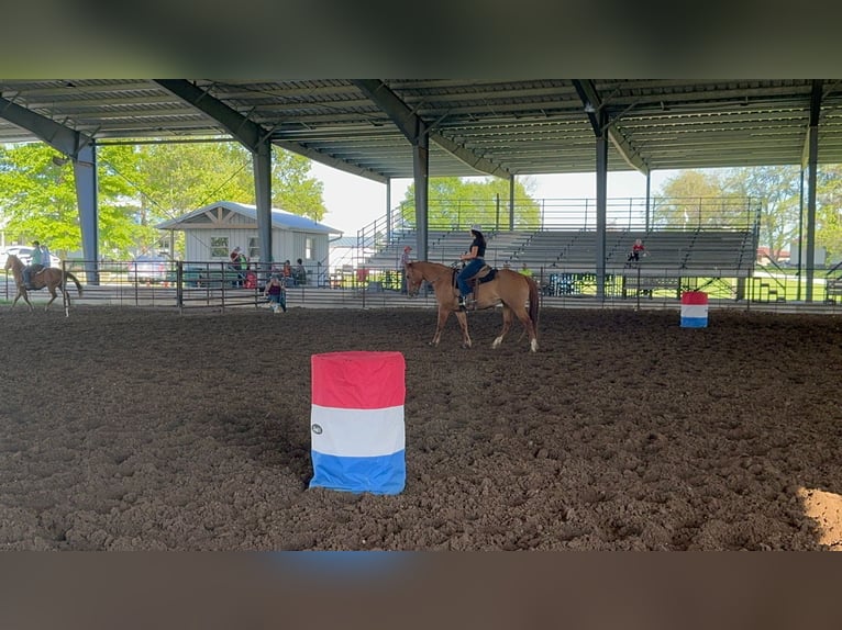 American Quarter Horse Castrone 8 Anni 152 cm Falbo in Princeton MO