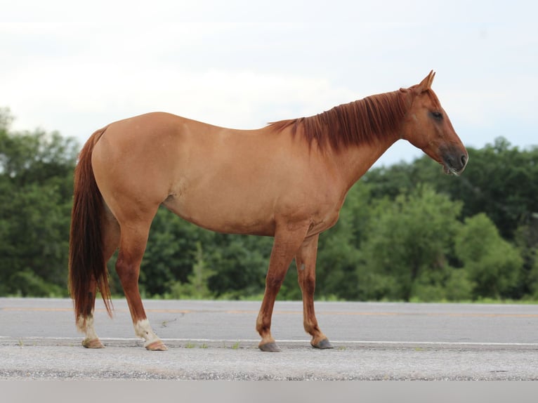 American Quarter Horse Castrone 8 Anni 152 cm Falbo in Princeton MO