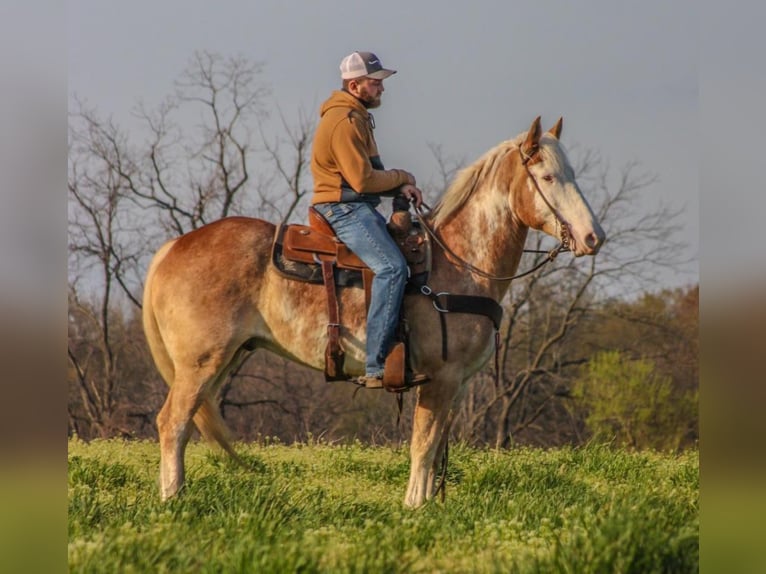 American Quarter Horse Castrone 8 Anni 152 cm Falbo in Walkerton IN