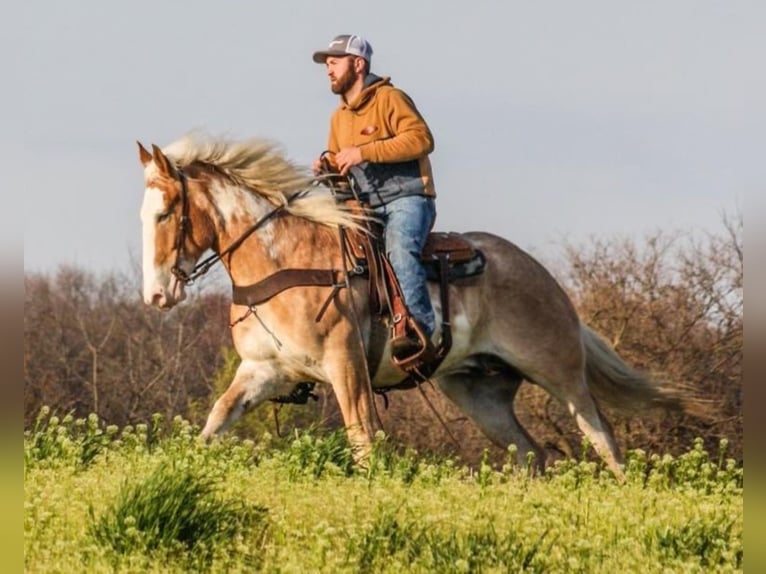 American Quarter Horse Castrone 8 Anni 152 cm Falbo in Walkerton IN