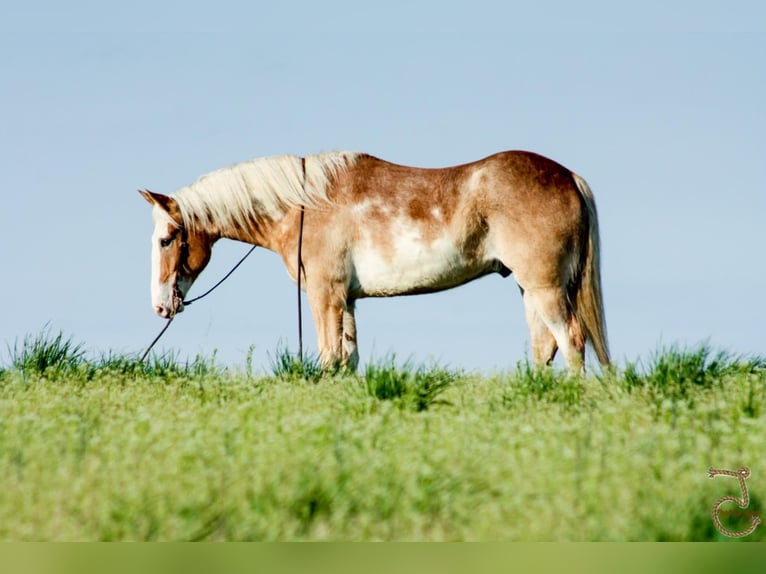 American Quarter Horse Castrone 8 Anni 152 cm Falbo in Walkerton IN