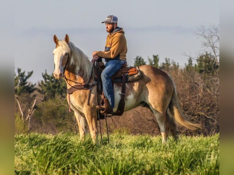 American Quarter Horse Castrone 8 Anni 152 cm Falbo in Walkerton IN