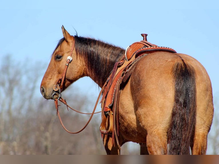 American Quarter Horse Castrone 8 Anni 152 cm Falbo in Clarion, PA