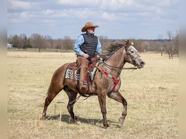 American Quarter Horse Castrone 8 Anni 152 cm Grigio in Moutain Grove MO