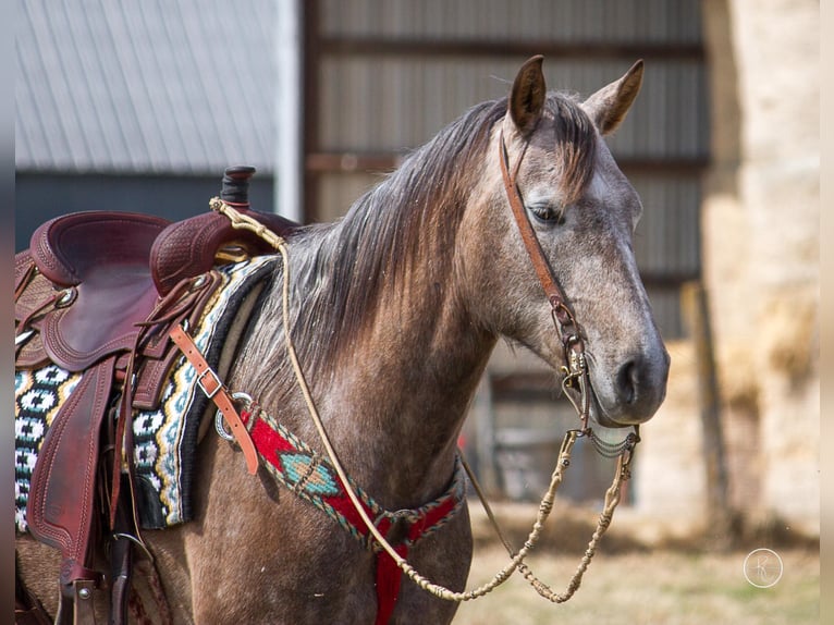 American Quarter Horse Castrone 8 Anni 152 cm Grigio in Moutain Grove MO