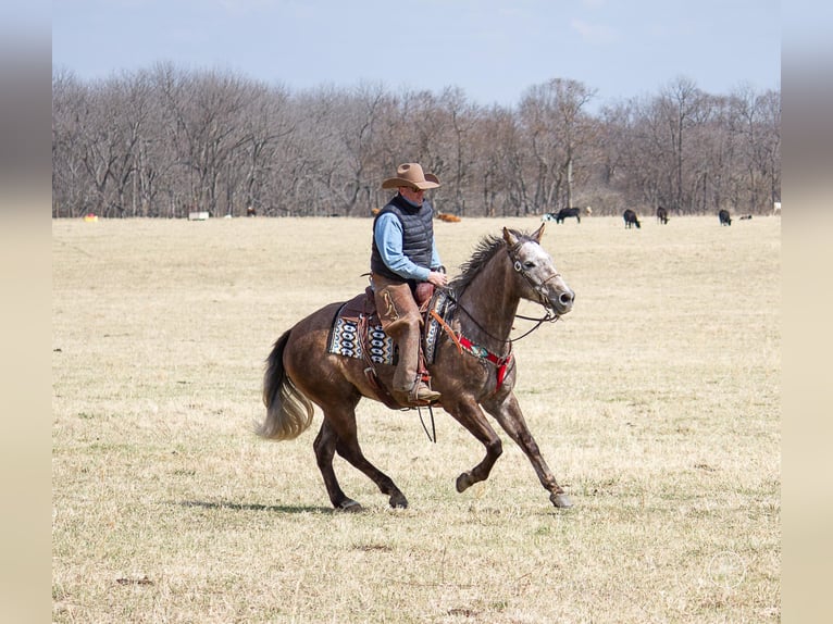 American Quarter Horse Castrone 8 Anni 152 cm Grigio in Moutain Grove MO