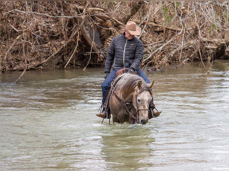 American Quarter Horse Castrone 8 Anni 152 cm Grigio in Moutain Grove MO