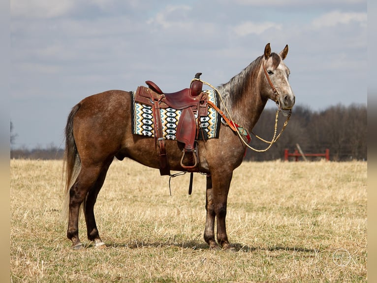 American Quarter Horse Castrone 8 Anni 152 cm Grigio in Moutain Grove MO