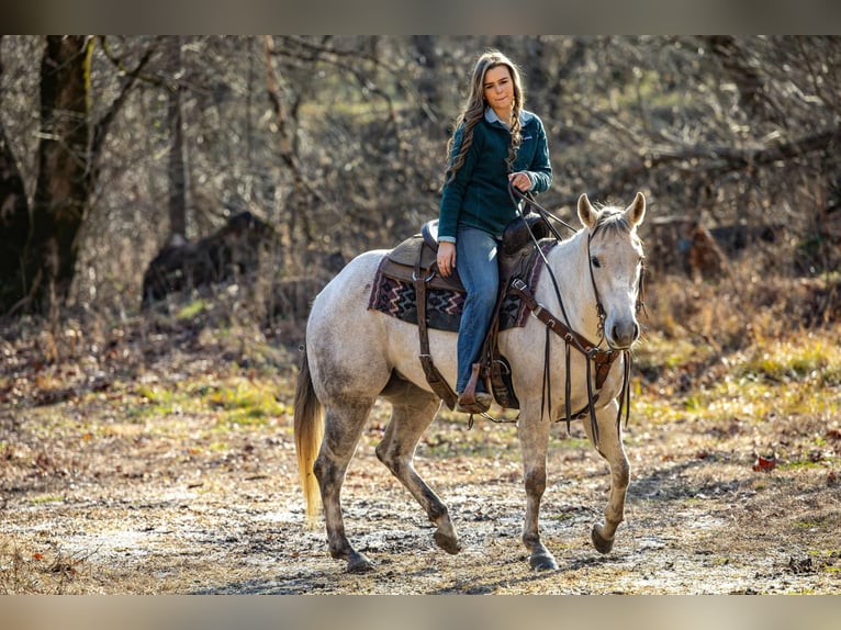 American Quarter Horse Castrone 8 Anni 152 cm Grigio in Ewing KY