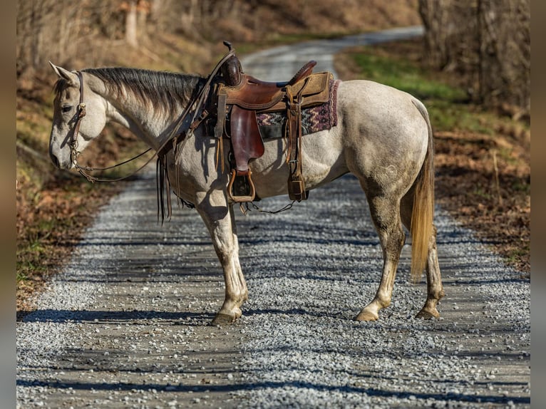 American Quarter Horse Castrone 8 Anni 152 cm Grigio in Ewing KY