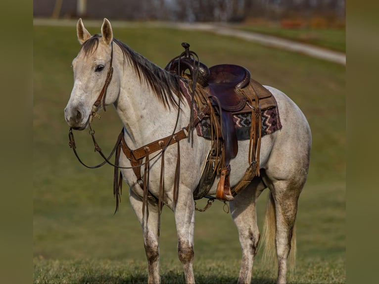 American Quarter Horse Castrone 8 Anni 152 cm Grigio in Ewing KY