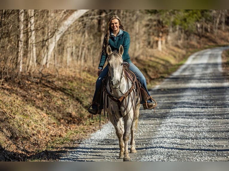 American Quarter Horse Castrone 8 Anni 152 cm Grigio in Ewing KY