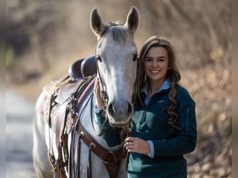 American Quarter Horse Castrone 8 Anni 152 cm Grigio in Ewing KY