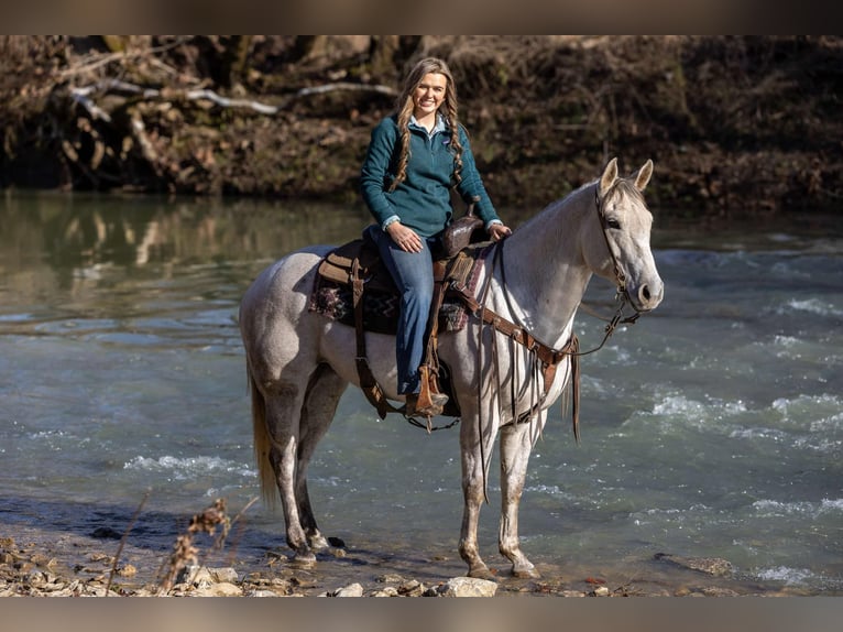 American Quarter Horse Castrone 8 Anni 152 cm Grigio in Ewing KY