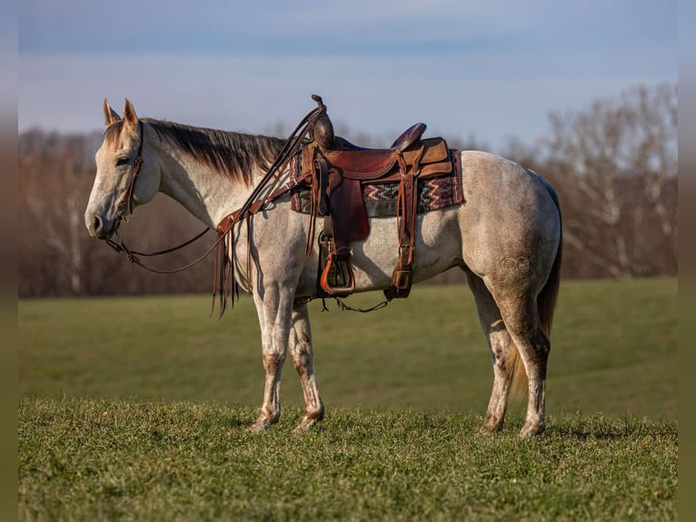 American Quarter Horse Castrone 8 Anni 152 cm Grigio in Ewing KY