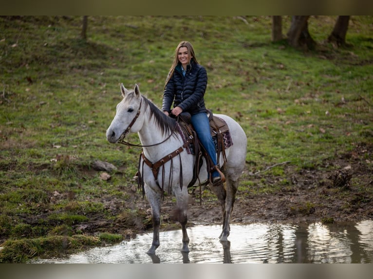 American Quarter Horse Castrone 8 Anni 152 cm Grigio in Ewing KY