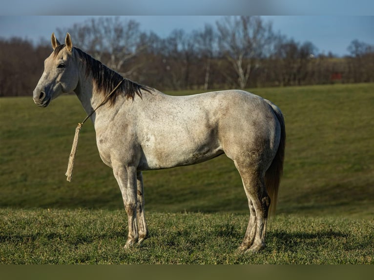 American Quarter Horse Castrone 8 Anni 152 cm Grigio in Ewing KY