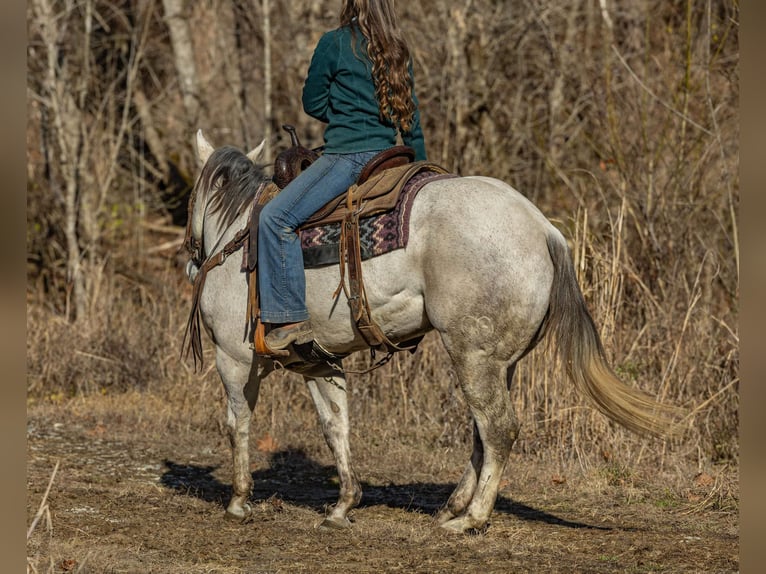 American Quarter Horse Castrone 8 Anni 152 cm Grigio in Ewing KY