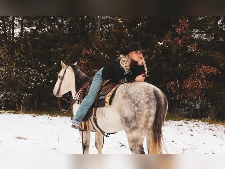 American Quarter Horse Castrone 8 Anni 152 cm Grigio in fulton MO