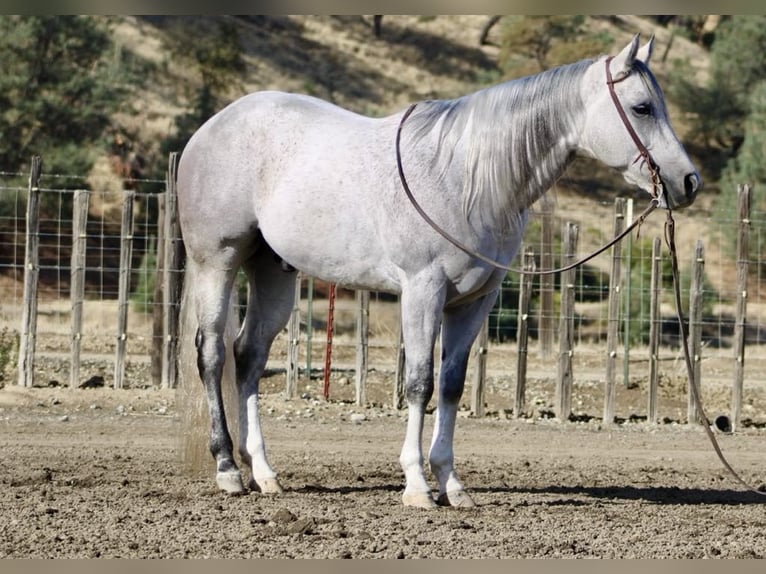 American Quarter Horse Castrone 8 Anni 152 cm Grigio in Paicines CA