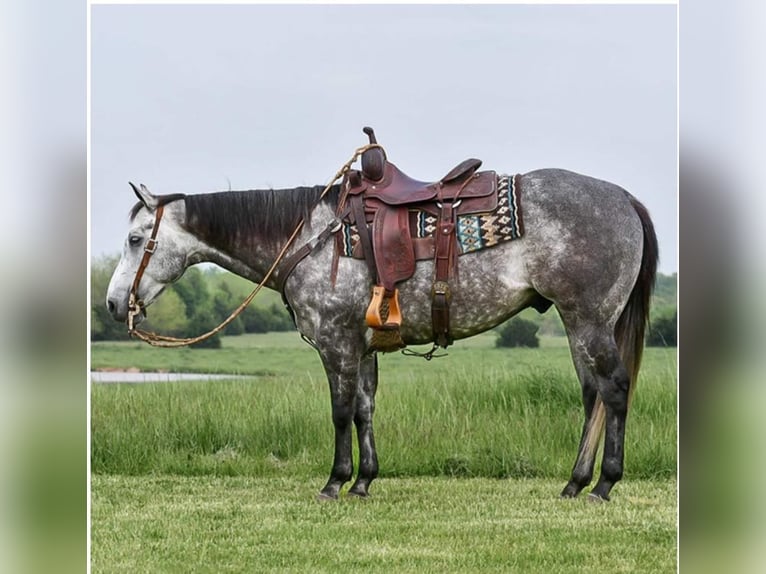 American Quarter Horse Castrone 8 Anni 152 cm Grigio in Winchester, OH