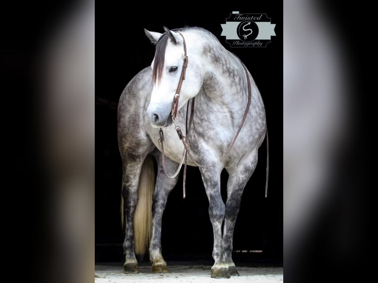 American Quarter Horse Castrone 8 Anni 152 cm Grigio pezzato in Hardinsburg IN