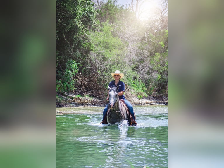 American Quarter Horse Castrone 8 Anni 152 cm Grigio pezzato in Stephenville TX