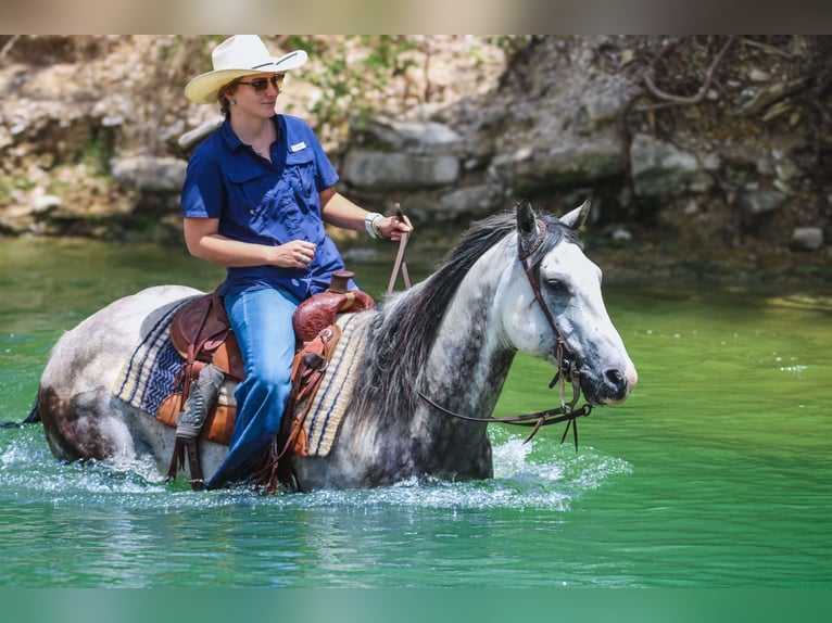 American Quarter Horse Castrone 8 Anni 152 cm Grigio pezzato in Stephenville TX