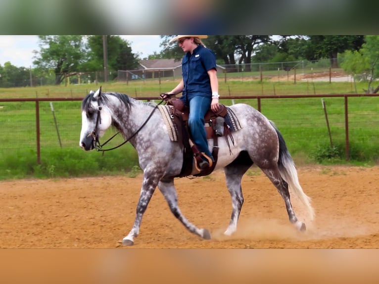 American Quarter Horse Castrone 8 Anni 152 cm Grigio pezzato in Stephenville TX