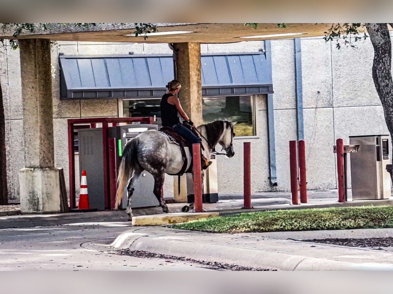 American Quarter Horse Castrone 8 Anni 152 cm Grigio pezzato in Stephenville TX