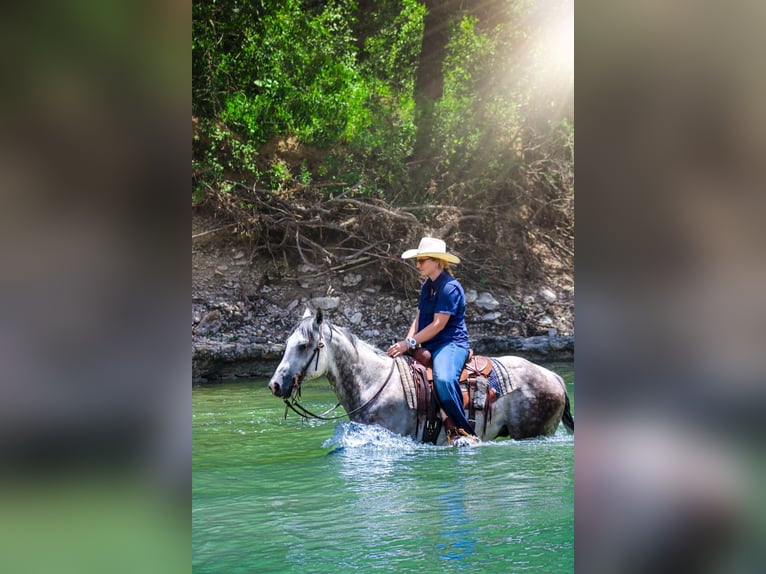 American Quarter Horse Castrone 8 Anni 152 cm Grigio pezzato in Stephenville TX