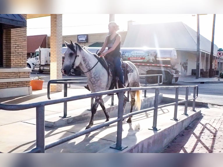 American Quarter Horse Castrone 8 Anni 152 cm Grigio pezzato in Stephenville TX