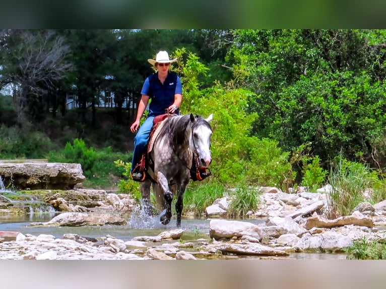 American Quarter Horse Castrone 8 Anni 152 cm Grigio pezzato in Stephenville TX