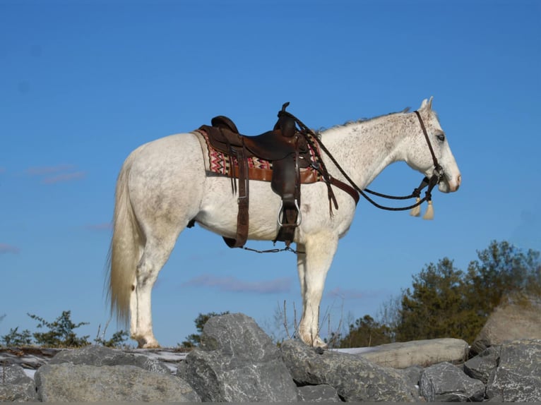 American Quarter Horse Castrone 8 Anni 152 cm Grigio in Rebersburg