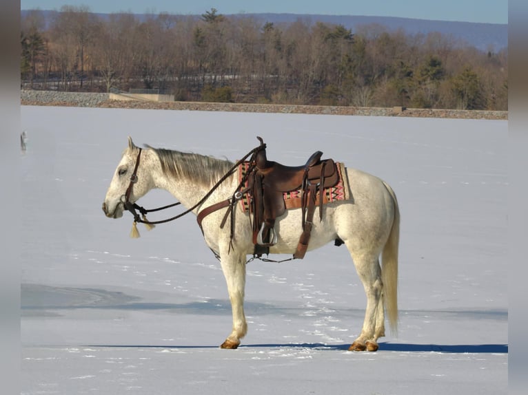 American Quarter Horse Castrone 8 Anni 152 cm Grigio in Rebersburg