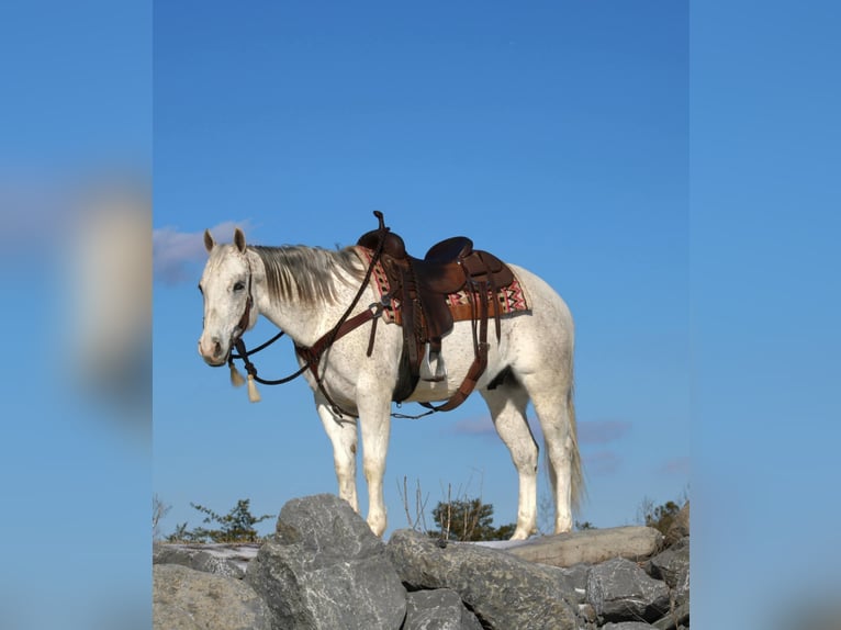 American Quarter Horse Castrone 8 Anni 152 cm Grigio in Rebersburg