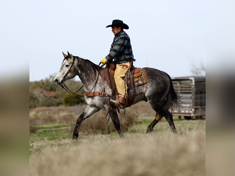 American Quarter Horse Castrone 8 Anni 152 cm Grigio in Dublin