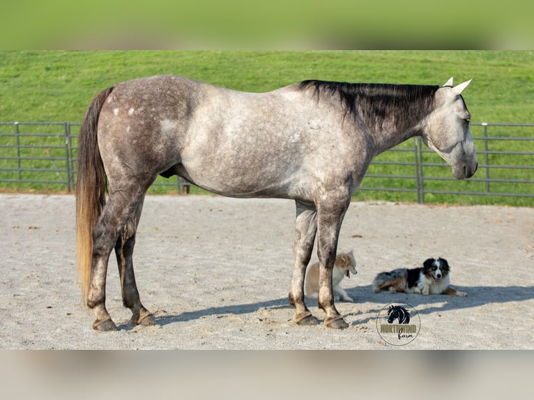 American Quarter Horse Castrone 8 Anni 152 cm Grigio in Fredericksburg