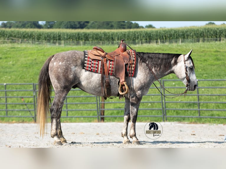 American Quarter Horse Castrone 8 Anni 152 cm Grigio in Fredericksburg