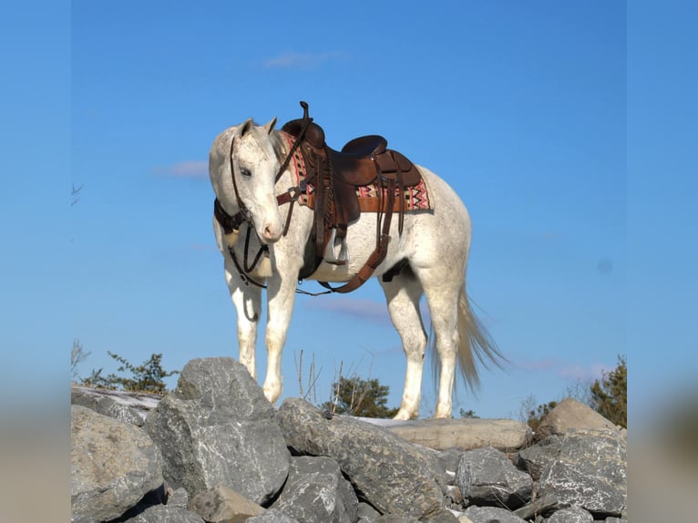 American Quarter Horse Castrone 8 Anni 152 cm Grigio in Rebersburg, PA